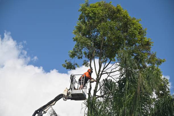 Best Residential Tree Removal  in Lockport, NY