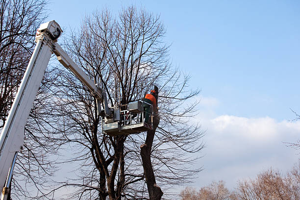 Best Residential Tree Removal  in Lockport, NY